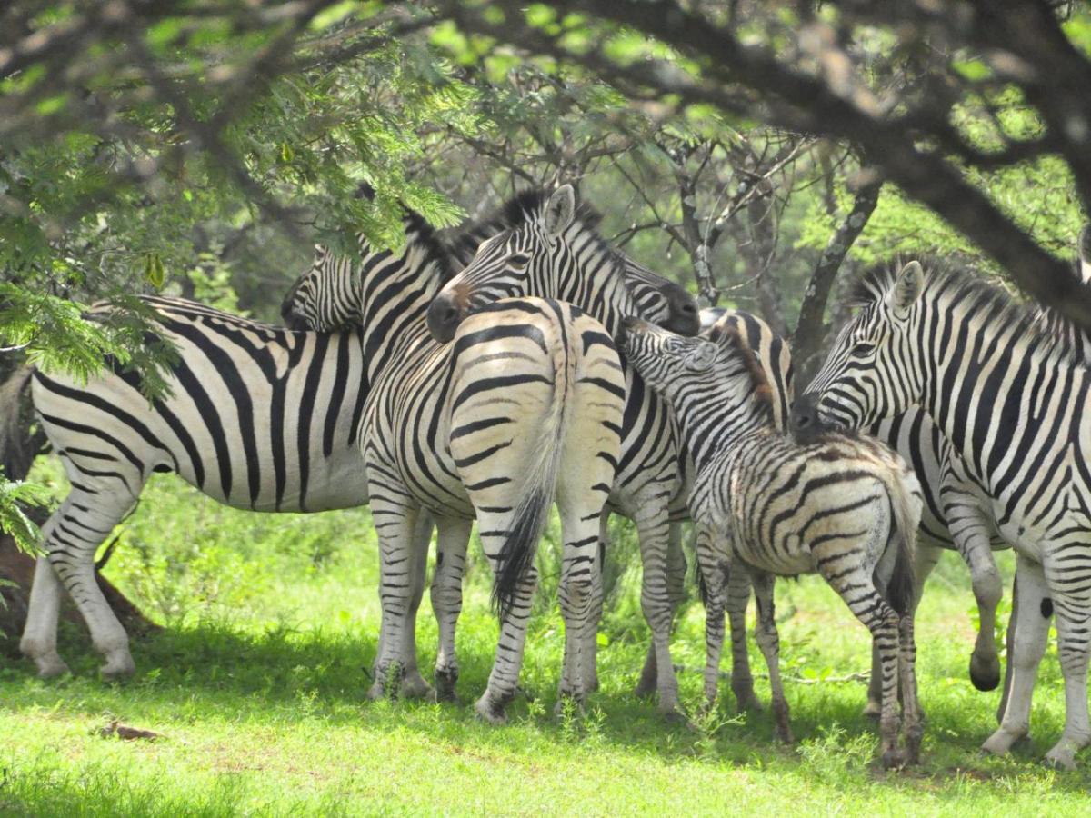 Kwalata Game Lodge Klipdrift Exteriör bild